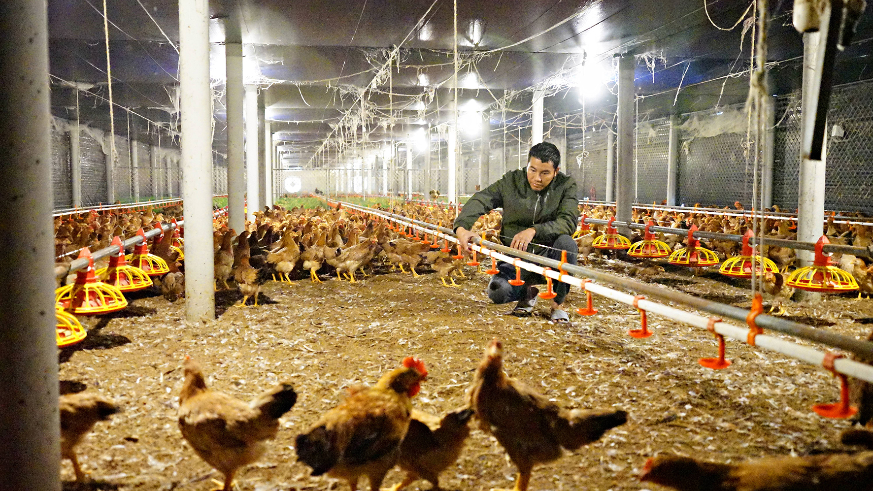 Nhiều lợi ích khi hợp tác với doanh nghiệp chăn nuôi gà - Chăn nuôi Việt Nam