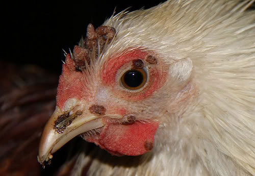 Nguyên nhân và cách chữa đau mắt ở gà hiệu quả | VET24H