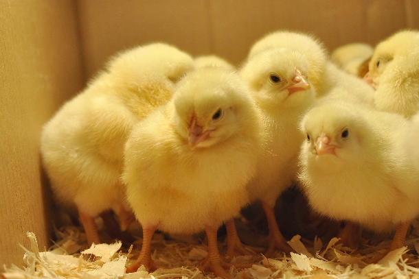 Quy trình úm và chăm sóc gà con từ mới nở đến 28 ngày tuổi