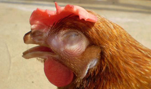 Bệnh sổ mũi truyền nhiễm (Coryza) ở gà - VietDVM | Trang thông tin kiến thức chăn nuôi UY TÍN