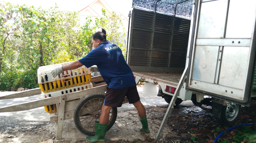 Tìm hiểu thêm về các mô hình chăn nuôi gà hiện nay